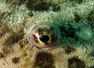 Primo piano fotorealistico dell'occhio di un pesce piatto, come la sogliola senegalese (Solea senegalensis), che emerge dalla sabbia, obiettivo macro 105mm, alta definizione, messa a fuoco precisa sulla pupilla e sulla texture mimetica della pelle circostante, illuminazione subacquea naturale che crea riflessi sull'occhio.