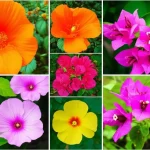 Un collage di fiori dai colori intensi e variopinti provenienti da diversi continenti (California, Spagna, Brasile), che simboleggiano la diversità e l'ubiquità dei pigmenti floreali. Obiettivo macro 60mm, alta definizione, illuminazione controllata per esaltare la vivacità dei colori.