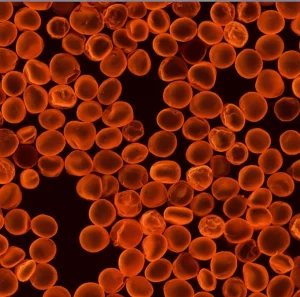 Immagine macro ad alta definizione di nanoparticelle sferiche di buccia di melograno, visualizzate come se fossero al microscopio elettronico a trasmissione (TEM). Le particelle, di dimensioni variabili tra 100 e 350 nm, appaiono luminose su uno sfondo scuro, evidenziando la loro morfologia e la scala nanometrica. Illuminazione controllata per massimizzare il dettaglio e la tridimensionalità delle particelle, obiettivo macro 105mm, messa a fuoco precisa.