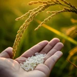 Primo piano di una mano che tiene delle spighe di riso con chicchi visibili, alcuni dei quali mostrano segni di gessatura, su uno sfondo di campo di riso al tramonto. Lente macro, 70mm, profondità di campo ridotta per focalizzare sui chicchi, illuminazione calda e naturale.