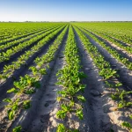 Sugar beet plants growing in a field with visible signs of saline soil, landscape wide angle 10mm, sharp focus, long exposure.