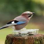 A Eurasian jay perched near experimental cups, telephoto zoom lens, 200mm, high detail, natural lighting.