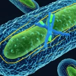 Immagine concettuale fotorealistica di mitocondri, alcuni sani e altri frammentati a causa dello stress ossidativo, con la proteina Fis1 (dimeri attivati) e la molecola SP11 che interagisce con essa. Obiettivo macro da 80mm, alta definizione, illuminazione controllata per evidenziare i dettagli cellulari e molecolari della fissione mitocondriale e dell'intervento farmacologico.