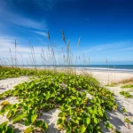 Wide-angle landscape, 15mm lens, una duna costiera restaurata con successo, rigogliosa di piante da spiaggia come l'avena di mare (Uniola paniculata) e la gloria mattutina (Ipomoea spp.). La sabbia mostra sottili riflessi che suggeriscono la presenza di particelle di vetro riciclato mescolate alla sabbia naturale. Il sole splende, il cielo è azzurro con qualche nuvola soffice, l'oceano sullo sfondo. Messa a fuoco nitida sulla vegetazione in primo piano, effetto leggermente mosso sulle onde lontane.