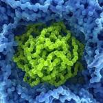 Immagine concettuale fotorealistica che mostra una catena proteica disordinata (denaturata) che entra in una struttura porosa cristallina astratta (rappresentante un COF) e ne emerge come una proteina perfettamente ripiegata e funzionale. Macro lens 70mm, high detail, depth of field, illuminazione suggestiva che evidenzia il processo di trasformazione.