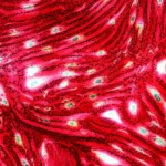 Photorealistic image of heart cells under a microscope, showing cellular repair processes, macro lens, high detail, controlled lighting.