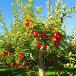 Un melo rigoglioso e sano in un frutteto, con foglie verdi brillanti e mele rosse mature, sotto un cielo azzurro. Fotografia di paesaggio, obiettivo grandangolare 24mm per catturare l'ampiezza del frutteto, luce solare naturale del mattino per colori vividi e ombre morbide, focus nitido sull'albero in primo piano.