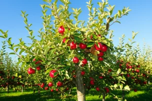 Un melo rigoglioso e sano in un frutteto, con foglie verdi brillanti e mele rosse mature, sotto un cielo azzurro. Fotografia di paesaggio, obiettivo grandangolare 24mm per catturare l'ampiezza del frutteto, luce solare naturale del mattino per colori vividi e ombre morbide, focus nitido sull'albero in primo piano.