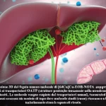 Visualizzazione 3D del fegato umano con molecole di [64Cu]Cu-EOB-NOTA (rappresentate come sfere blu) che tentano di legarsi ai trasportatori OATP (strutture proteiche incastonate nella membrana cellulare degli epatociti, in verde). Le molecole vengono respinte dai trasportatori umani, mentre sullo sfondo si intravede un modello di topo dove molecole simili (rosse) riescono a legarsi. Sfondo scientifico astratto con epatociti stilizzati. Obiettivo macro 60mm, alta definizione, illuminazione drammatica, profondità di campo ridotta.
