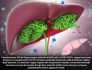 Visualizzazione 3D del fegato umano con molecole di [64Cu]Cu-EOB-NOTA (rappresentate come sfere blu) che tentano di legarsi ai trasportatori OATP (strutture proteiche incastonate nella membrana cellulare degli epatociti, in verde). Le molecole vengono respinte dai trasportatori umani, mentre sullo sfondo si intravede un modello di topo dove molecole simili (rosse) riescono a legarsi. Sfondo scientifico astratto con epatociti stilizzati. Obiettivo macro 60mm, alta definizione, illuminazione drammatica, profondità di campo ridotta.