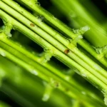 Macro fotografia di una radice di pianta acquatica, 80mm macro lens, che mostra chiaramente la struttura dell'arenchima con spazi aerei ben definiti, illuminazione laterale per evidenziare la tridimensionalità, alta definizione dei tessuti cellulari, goccioline d'acqua sulla superficie della radice.