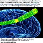Illustrazione fotorealistica del cervello umano con focus sull'ipotalamo, evidenziando la comunicazione cellulare tra taniciti (cellule gliali specializzate, in blu) e neuroni AGRP/NPY (in verde) tramite il rilascio di adenosina (piccole sfere luminose gialle). Obiettivo macro 85mm, alta definizione, illuminazione suggestiva che enfatizza le connessioni sinaptiche.
