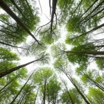 Landscape wide angle 10mm shot of a diverse forest canopy under a slightly hazy sky, symbolizing the global scale and atmospheric interactions of forestation's climate effects.