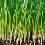 Macro fotografia, 100mm, di un giovane e vigoroso germoglio di grano saraceno che emerge da un terreno leggermente arido ma ben strutturato. La piantina mostra foglie verdi brillanti e un fusto sano. L'illuminazione è naturale e controllata per enfatizzare la resilienza della pianta, con uno sfondo sfocato che suggerisce un campo coltivato. High detail, precise focusing.
