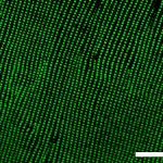 Macro shot of glowing InGaP quantum dots under laser excitation, 100mm macro lens, high detail, controlled lighting, showing different colors for different compositions.