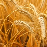 Primo piano di steli di grano robusti in un campo maturo, con spighe dorate pronte per il raccolto, illuminazione naturale calda, obiettivo macro 80mm, dettagli nitidi della struttura dello stelo.
