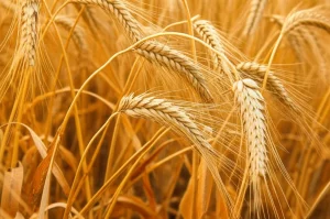 Primo piano di steli di grano robusti in un campo maturo, con spighe dorate pronte per il raccolto, illuminazione naturale calda, obiettivo macro 80mm, dettagli nitidi della struttura dello stelo.