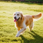 Un Golden Retriever felice e in salute gioca in un prato verde, telephoto zoom 150mm, fast shutter speed per catturare il movimento, luce naturale del tardo pomeriggio, a simboleggiare il benessere dopo un trattamento efficace per la giardiasi.