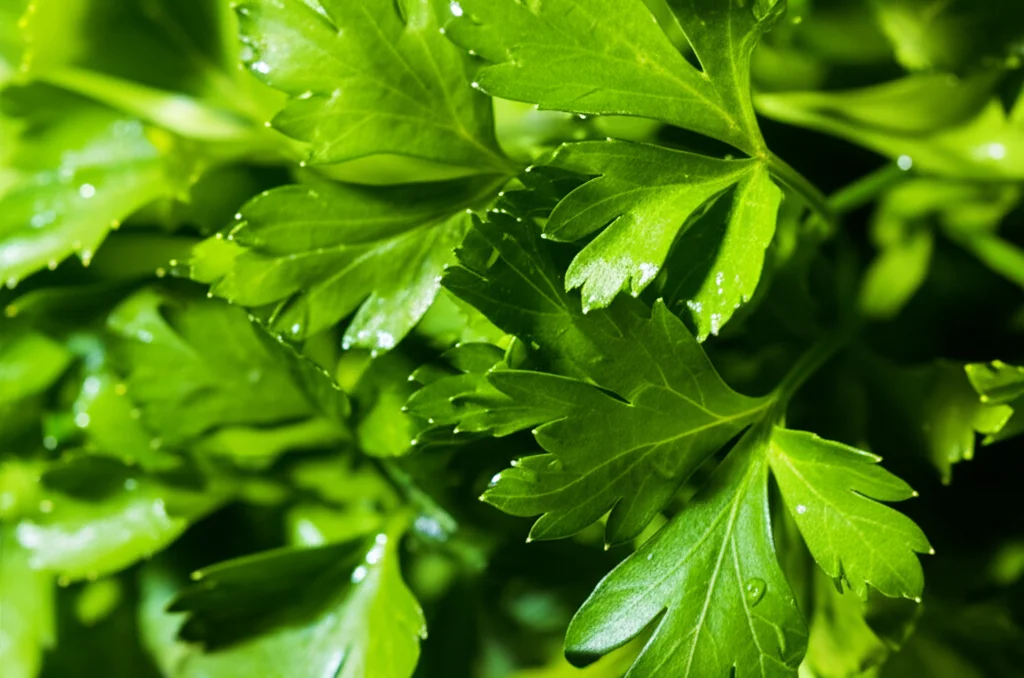 Macro fotografia, 105mm lens, di foglie fresche e brillanti di prezzemolo, sedano e coriandolo, con goccioline d'acqua che ne esaltano la freschezza. L'illuminazione è controllata per massimizzare i dettagli e la vivacità dei colori verdi, su uno sfondo neutro e pulito. High detail, precise focusing.