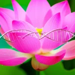 Fotografia macro di un fiore di loto rosa brillante (Nelumbo nucifera) in piena fioritura, gocce d'acqua sulle foglie, 105mm, alta definizione, illuminazione laterale morbida per esaltare la texture dei petali e la profondità, con un accenno a una doppia elica del DNA sovrapposta in modo traslucido sullo sfondo per simboleggiare la ricerca genetica.