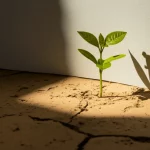 Immagine simbolica: una piantina giovane che cresce da un terreno arido (simbolo della povertà infantile) proietta un'ombra lunga e definita su un muro dove si intravede la silhouette di una persona anziana fragile. Macro lens, 100mm, high detail, luce drammatica laterale, focus sulla piantina e sull'ombra.