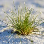 Macro fotografia di Puccinellia tenuiflora che prospera in un ambiente salino, 100mm macro lens, alta definizione, messa a fuoco precisa, illuminata dal sole, enfatizzando la sua resilienza e la texture del sale sul suolo.