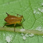Fotografia macro ad alta definizione di un afide Semiaphis heraclei che si nutre su una pianta di Cnidium monnieri. Obiettivo macro 90mm, illuminazione da studio controllata per evidenziare i dettagli dell'insetto e la texture della pianta, messa a fuoco precisa sull'afide.