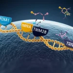 Immagine concettuale di biologia molecolare: una rappresentazione artistica dell'asse FOXA1-NSUN2-TRIM28 all'interno di una cellula di cancro alla prostata stilizzata, con molecole di DNA, RNA metilato (m5C) e proteine interagenti, colori duotone blu scuro e oro, profondità di campo, lente 35mm per un effetto cinematografico.