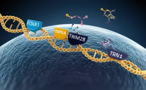 Immagine concettuale di biologia molecolare: una rappresentazione artistica dell'asse FOXA1-NSUN2-TRIM28 all'interno di una cellula di cancro alla prostata stilizzata, con molecole di DNA, RNA metilato (m5C) e proteine interagenti, colori duotone blu scuro e oro, profondità di campo, lente 35mm per un effetto cinematografico.