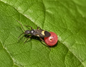 Un primo piano macro di un insetto Orius strigicollis mentre preda un piccolo acaro su una foglia verde di melanzana. L'immagine è scattata con un obiettivo macro da 100mm, con illuminazione controllata per massimizzare i dettagli dei tricomi della foglia e una profondità di campo ridotta per far risaltare il soggetto. L'Orius è di colore scuro con macchie chiare, e l'acaro è rossastro, quasi perso tra i peli della foglia.