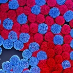 Fotografia macro, 100mm, alta definizione, illuminazione controllata, di particelle colloidali sferiche con chiazze di carica colorate (rosse e blu) che interagiscono in una soluzione elettrolitica, evidenziando attrazioni e repulsioni anisotrope.