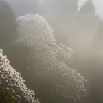 Fotografia paesaggistica di una foresta nebulosa montana neotropicale con alberi di Magnolia in fiore visibili tra la nebbia. Obiettivo grandangolare 24mm, messa a fuoco nitida, atmosfera eterea, luce soffusa del mattino.
