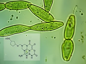 Macro fotografia ad alta definizione di una coltura di microalghe Phaeodactylum tricornutum, alcune cellule brillanti e sane, altre che mostrano segni di stress, con una molecola stilizzata di UDPG sovrapposta. Obiettivo macro 90mm, illuminazione laterale drammatica, alta definizione.