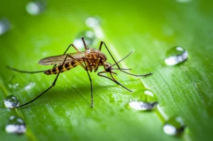 Primo piano di una zanzara Aedes aegypti su una foglia verde brillante, macro lens, 105mm, high detail, precise focusing, con goccioline d'acqua sulla foglia, a simboleggiare il vettore del virus Zika e l'importanza delle condizioni ambientali per la sua proliferazione.