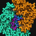 Macro lens, 60mm, High detail, precise focusing, controlled lighting, Photorealistic X-ray crystallography model showing the complex structure of the TNPO3 protein bound to the CIRBP peptide, highlighting the interaction interface.