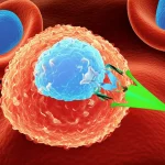 Photorealistic image of a stylized AML cell interacting with a macrophage, showing the 'don't eat me' signal (CD47 binding SIRPα) preventing phagocytosis, macro lens, 100mm, high detail, controlled lighting.