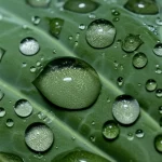Primo piano macro di una foglia di cavolo Brassica oleracea con goccioline d'acqua che evidenziano la struttura cerosa della cuticola. Obiettivo macro 100mm, alta definizione, illuminazione laterale controllata per esaltare la texture, sfondo sfocato.
