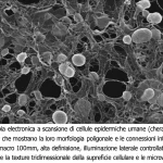 Microscopia elettronica a scansione di cellule epidermiche umane (cheratinociti) in coltura, che mostrano la loro morfologia poligonale e le connessioni intercellulari. Obiettivo macro 100mm, alta definizione, illuminazione laterale controllata per enfatizzare la texture tridimensionale della superficie cellulare e le microvillosità.
