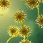 Immagine artistica di alghe Synura echinulata che fluttuano in acqua, con un ingrandimento che mostra le loro scaglie di biosilice e una rappresentazione molecolare stilizzata delle poliammine uniche a base aminobutilica integrate, macro lens, 80mm, high detail, illuminazione eterea e sognante.