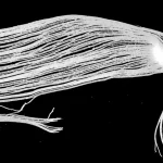 Immagine macro ad alta definizione di un innesto di tessuto connettivo gengivale de-epitelizzato, pronto per essere utilizzato in un intervento di chirurgia parodontale. Si notano le fibre di collagene. Illuminazione da studio controllata, obiettivo macro 105mm, alta precisione di messa a fuoco.