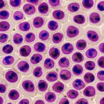 Microscopic view of ovarian granulosa cells, macro lens, 105mm, high detail, controlled lighting, showing cellular health and structure.