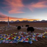 Un paesaggio mozzafiato dell'altopiano tibetano al tramonto, con yaks che pascolano e bandiere di preghiera che sventolano. Obiettivo grandangolare 14mm, lunga esposizione per nuvole setose, colori saturi del crepuscolo, per simboleggiare la bellezza e le sfide della vita ad alta quota legate alla salute.