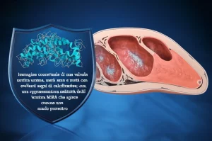 Immagine concettuale di una valvola aortica umana, metà sana e metà con evidenti segni di calcificazione. Accanto, una rappresentazione stilizzata dell'enzima MSRA che agisce come uno scudo protettivo. Obiettivo macro 60mm, alta definizione, illuminazione drammatica per evidenziare il contrasto tra la parte sana e quella malata, con un effetto di profondità di campo.