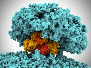 Visualizzazione 3D della struttura della proteina enzimatica StM23_CWT che interagisce con la parete cellulare batterica di Listeria monocytogenes, rendering fotorealistico ad alto dettaglio, illuminazione drammatica, obiettivo virtuale 50mm, profondità di campo.
