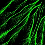 Visualizzazione fotorealistica di neuroni attivi nella corteccia motoria secondaria di un topo, ottenuta tramite imaging del calcio con un miniscopio. Dettaglio elevato sui neuroni fluorescenti verdi su sfondo scuro, che illustra la ricerca sulla rappresentazione neurale del movimento. Obiettivo macro 100mm, illuminazione controllata, alta definizione.