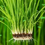 Fotografia macro di una giovane pianta di riso (Oryza sativa L.) che mostra goccioline d'acqua sulle foglie verdi brillanti, con batteri endofiti stilizzati che interagiscono con le radici nel terreno sottostante, simboleggiando la promozione della crescita e la resilienza allo stress da caldo. Obiettivo macro 100mm, illuminazione controllata, alta definizione, focus preciso sulla pianta e sull'interazione radicale.