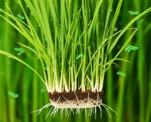 Fotografia macro di una giovane pianta di riso (Oryza sativa L.) che mostra goccioline d'acqua sulle foglie verdi brillanti, con batteri endofiti stilizzati che interagiscono con le radici nel terreno sottostante, simboleggiando la promozione della crescita e la resilienza allo stress da caldo. Obiettivo macro 100mm, illuminazione controllata, alta definizione, focus preciso sulla pianta e sull'interazione radicale.