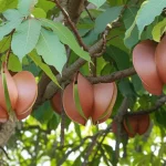 Fotografia realistica di un albero di Sterculia foetida con i suoi caratteristici baccelli a forma di cuore, alcuni verdi e altri marroni, appesi ai rami. Scattata con obiettivo prime 35mm, luce naturale morbida, profondità di campo che sfoca leggermente lo sfondo.