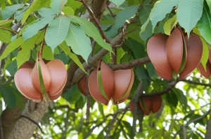 Fotografia realistica di un albero di Sterculia foetida con i suoi caratteristici baccelli a forma di cuore, alcuni verdi e altri marroni, appesi ai rami. Scattata con obiettivo prime 35mm, luce naturale morbida, profondità di campo che sfoca leggermente lo sfondo.