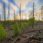 Panoramica di una foresta mista di Pinus sylvestris e nuove specie di latifoglie (querce, aceri) in Catalogna, segno di transizione ecologica post-siccità. Alcuni pini morti, secchi e grigi, ancora in piedi contrastano con il verde delle latifoglie e dei pini sopravvissuti. Il terreno è parzialmente coperto da vegetazione bassa e legno morto. Obiettivo grandangolare 18mm, lunga esposizione per nuvole morbide nel cielo azzurro, messa a fuoco nitida sull'intero paesaggio forestale, luce dorata del tardo pomeriggio che illumina la scena.